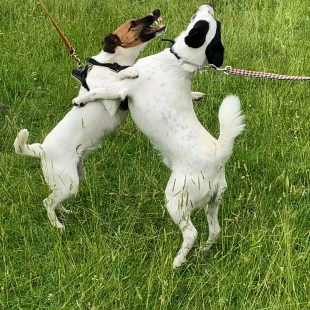 National Fox Terrier Meet tweet media