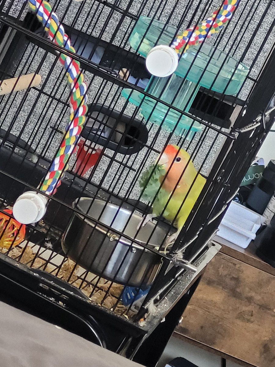 Natsu being a healthy BIRB 😊