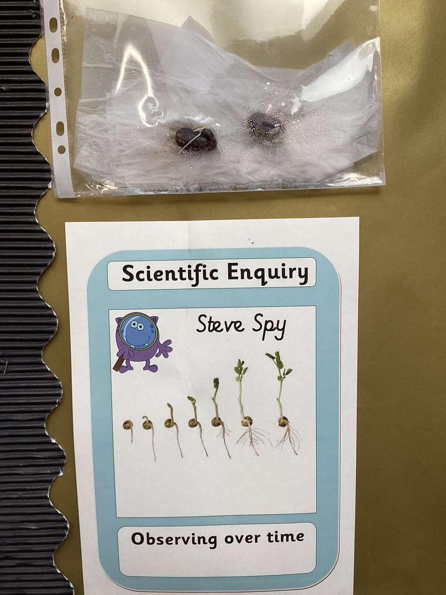 TadPrimaryAcad's tweet photo. Jupiter team were fascinated to see that a seed could germinate without soil. @eboractrust #Tadcasterscience @pstt_whyhow @primarySTEM @STEMEduc https://t.co/DkfiUznJ2h