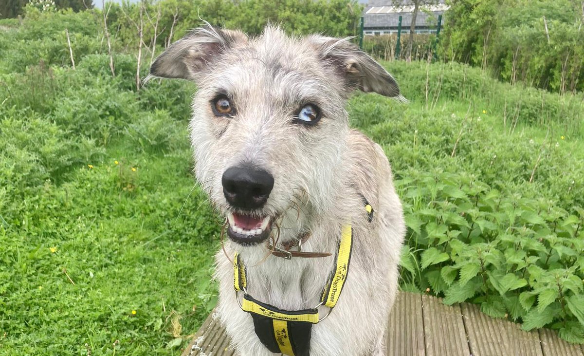 💛 MEET WILLOW 💛

If you are a fan of the fun character and loving nature of Lurchers then go find out more here👉 bit.ly/45u05lu

#RescueDog #Lurcher  #AdoptDontShop #DogsOfTwitter #INeedAHome #AdoptADog #Leeds #DogOfTheDay @DogsTrust