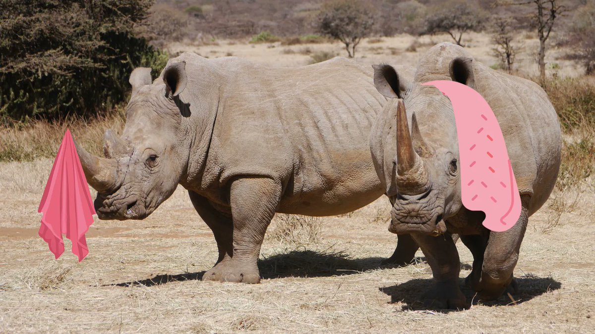Save the Rhino International (@savetherhino) on Twitter photo The rhinos have got their towels!
#DouglasAdams #TowelDay <a href="/towelday/">Towel Day, available on Facebook and Bluesky</a> <a href="/TowelDayUK/">Stand Up for Towel Day</a> <a href="/douglasadams/">Douglas Adams</a> The rhinos have got their towels!
#DouglasAdams #TowelDay <a href="/towelday/">Towel Day, available on Facebook and Bluesky</a> <a href="/TowelDayUK/">Stand Up for Towel Day</a> <a href="/douglasadams/">Douglas Adams</a>