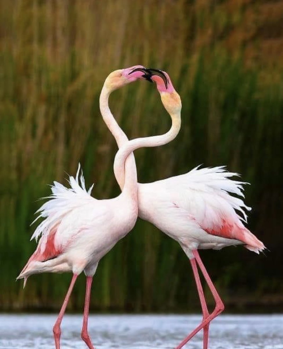 Flamingos in the Camargue🇨🇵
卡馬格的火烈鳥🇨🇵