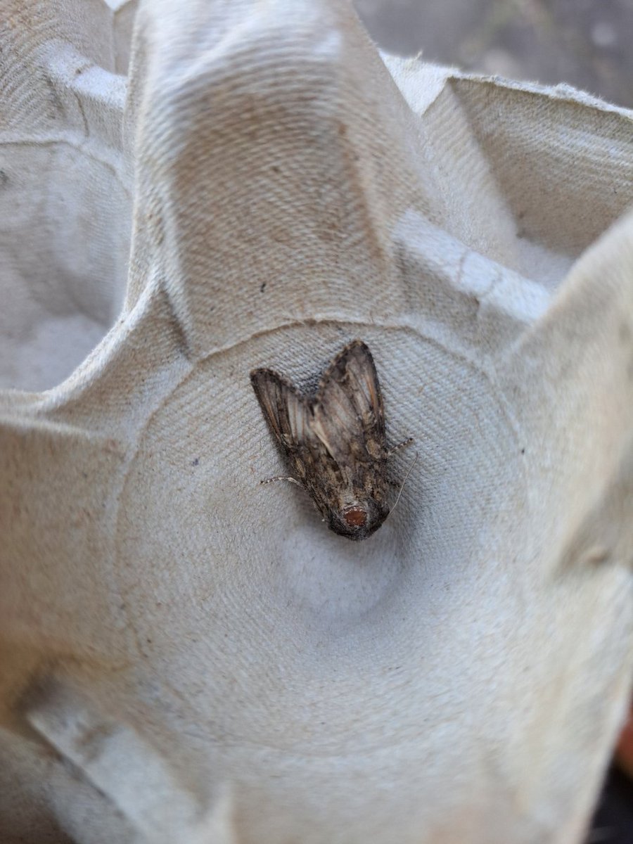 RoutledgeMJ's tweet photo. @mothID help needed! Last night in Buckinghamshire but ID uncertain any help gratefully received. https://t.co/QHx1nsYotY