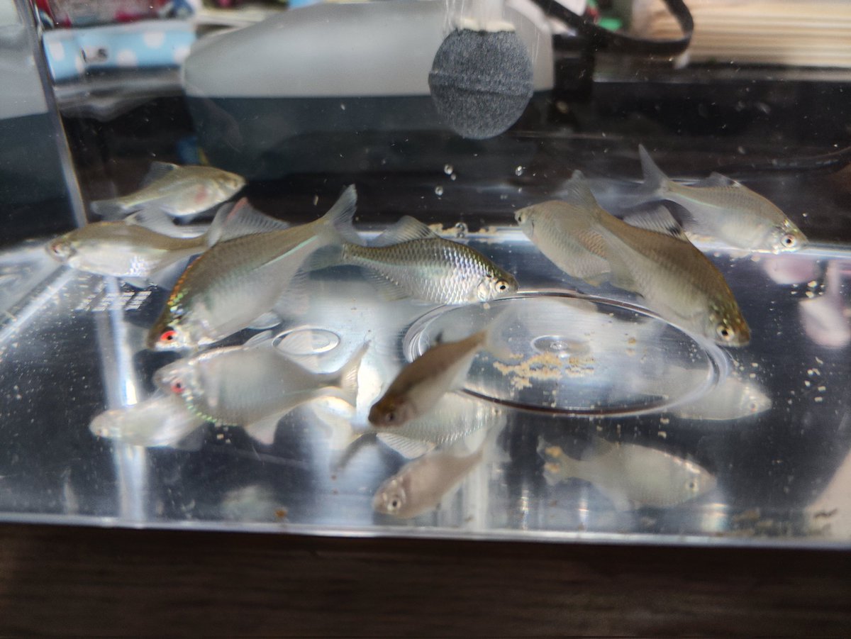 suchan_629's tweet photo. うちのドジョウ＋フナ水槽とタナゴ水槽°･🐟
��ナゴのオスは色がめちゃくちゃ綺麗👀✨
見てるだけで癒し(◦ˉ ˘ ˉ◦)
そんな最近の私の趣味は釣り🎣🎣
毎週釣りしてて日焼けがやばくて真っ黒になりそう🤣w
でも土曜日また釣り行くから楽しみε( ε ˙˘˙)з https://t.co/my0ECJZr86
