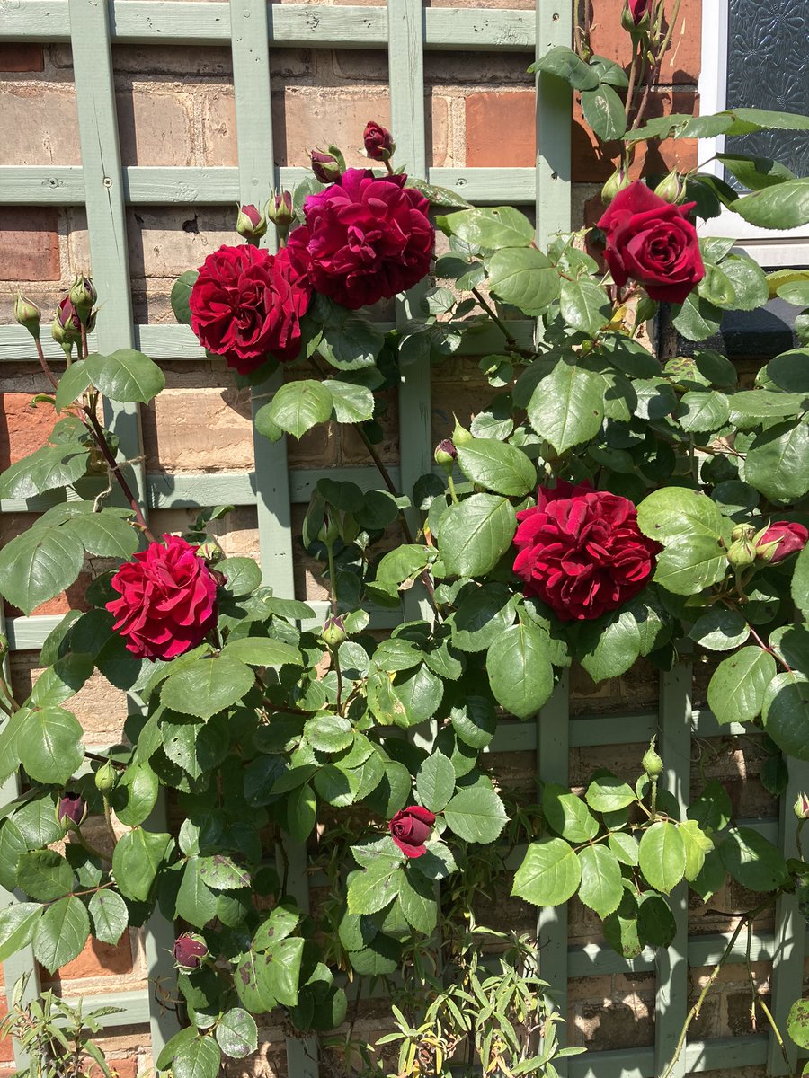 vccgyuk's tweet photo. Beginning of Rose season 😍 #Rose #RoseWednesday https://t.co/BI8qu5R120