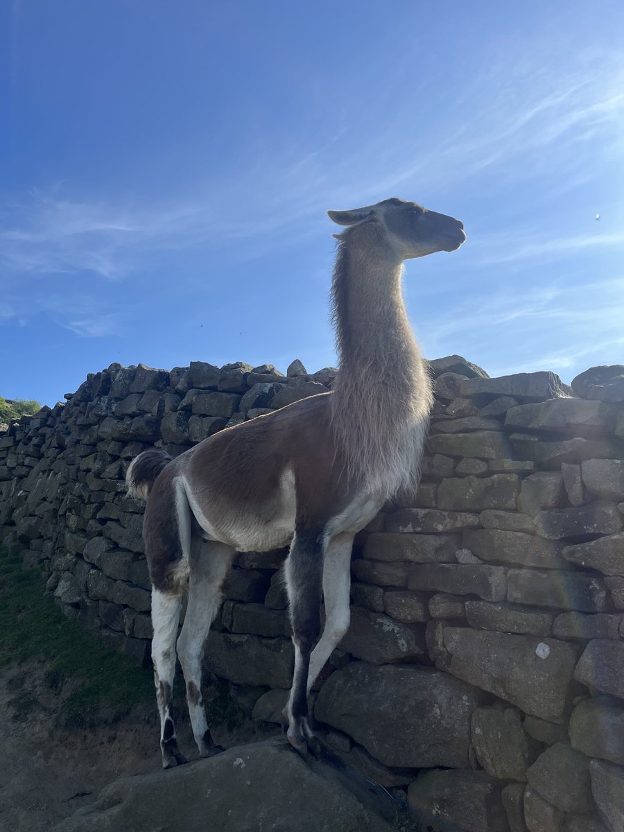 Nidderdale Llamas tweet media