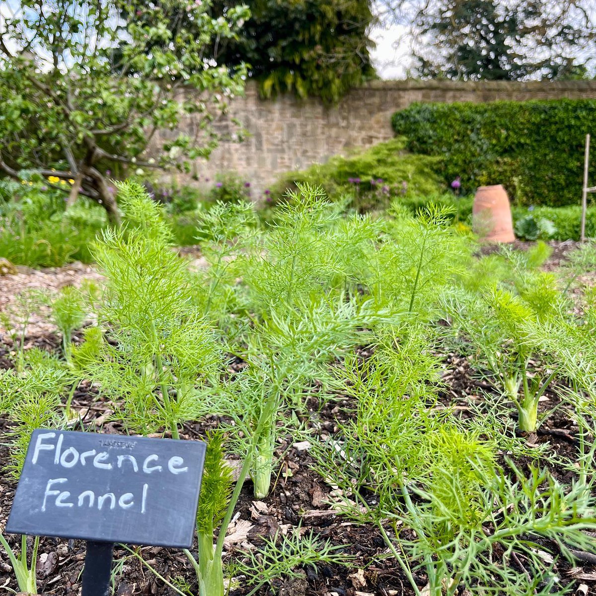 FischersBaslow's tweet photo. From garden to plate π±
Stunning, sustainably sourced Skrei Cod, fennel, lime and baby vegetables from the garden.
Now live on our menu ππ»
#NewDish #DishDevelopment #KitchenGarden #GardenToPlate #GrowingTheMenu #SustainableGastromony #HomeGrown #MichelinGuide #Derbyshire https://t.co/J3W8Dicgat