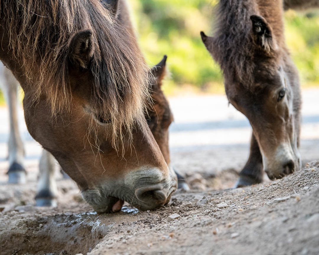 #exmoorponies #ponies #nativebreed #equine #equestrianphotography