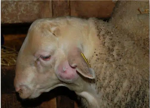 mganadero's tweet photo. PEQUEÑOS RUMIANTES 🐏 Enfermedad de los abscesos o enfermedad de Morel en pequeños rumiantes. 🛡️
✍️ AA. VV. | #Exopol
Más información ⬇️
https://t.co/r25q9hwU53
#Ganadería #Rumiantes https://t.co/J9E10v36lz