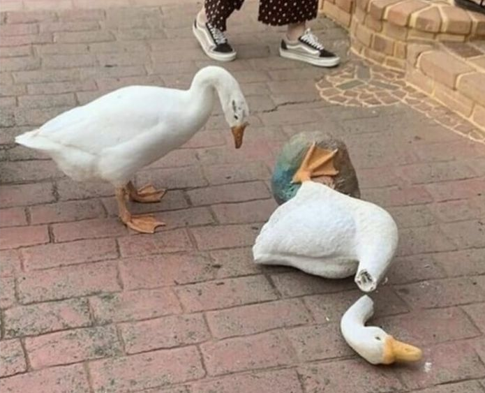 Birds With Threatening Auras tweet media