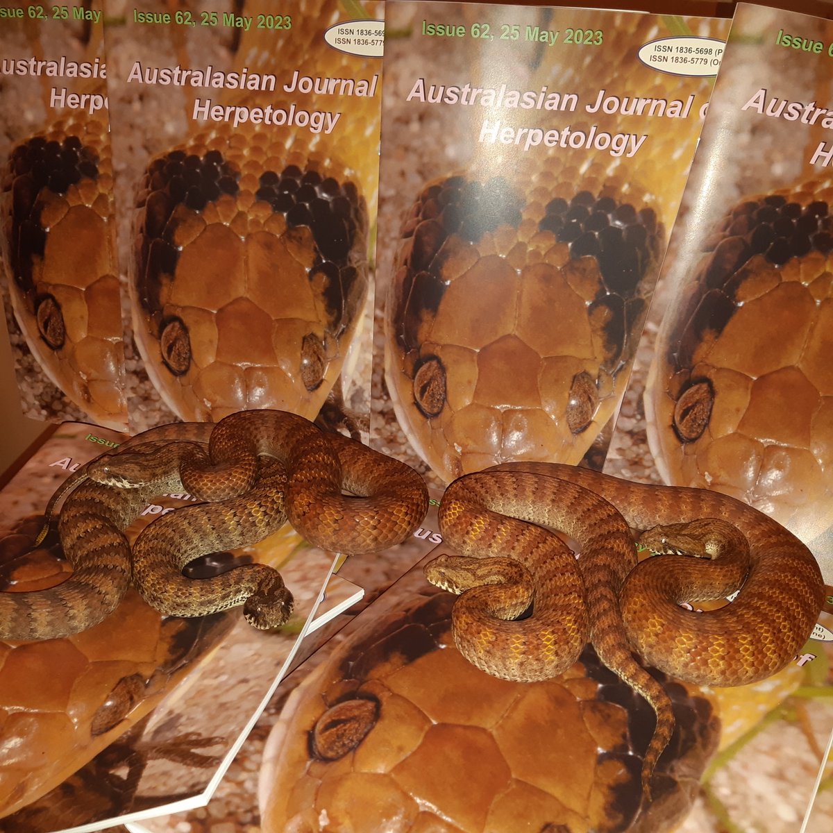 reptilemanaust's tweet photo. Great peer reviewed science! AJH Issue 62 hard copies are landing across the planet. Over 10 new species of snake formally discovered and named from Africa and Asia including Vipers, Kraits and a few other Africa beauties. See https://t.co/jq1VZxY6i9 #atheris #newspecies #snakes https://t.co/XfV4wXGiC7