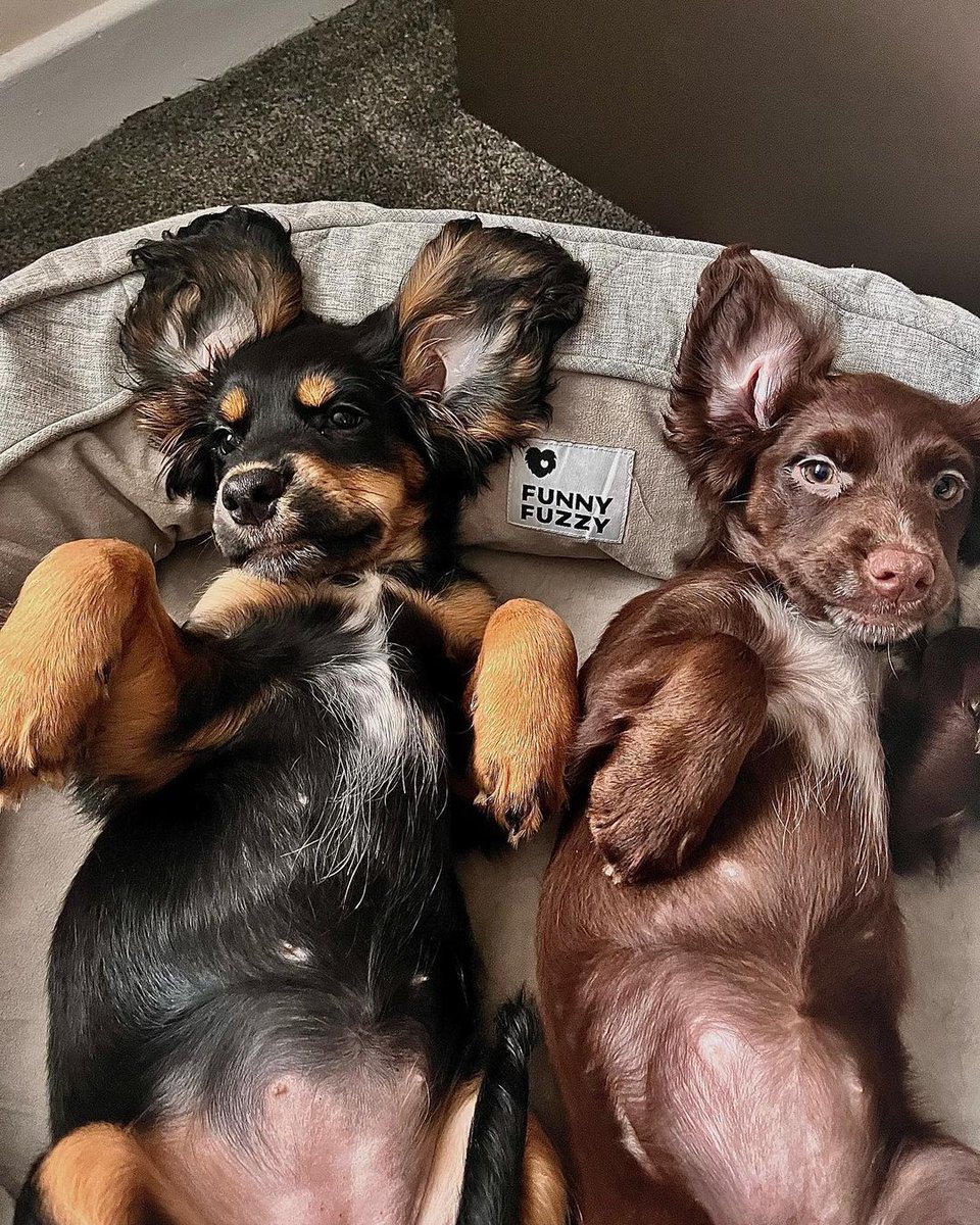 Can you tell we're super comfy?🐾

Follow @funnyfuzzy_pet
See more pictures of cute pets and products         
SHOP funnyfuzzy.com 

#Dog #doggy #dogsoftwitter #doglovers #DogLife #dogbed #DOGE #bedroomdecor #Cat #CatsOfTwitter #nature #naturelovers