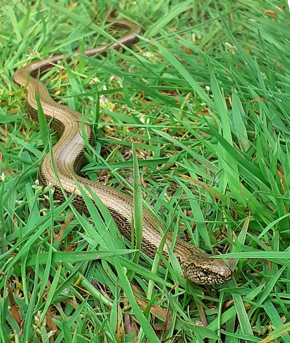 Slow Worm on a dappled woodland ride, Scottshall Coverts in Suffolk yesterday, one of the largest I've seen. @suffolkwildlife @SuffolkAONB @ARGroupsUK