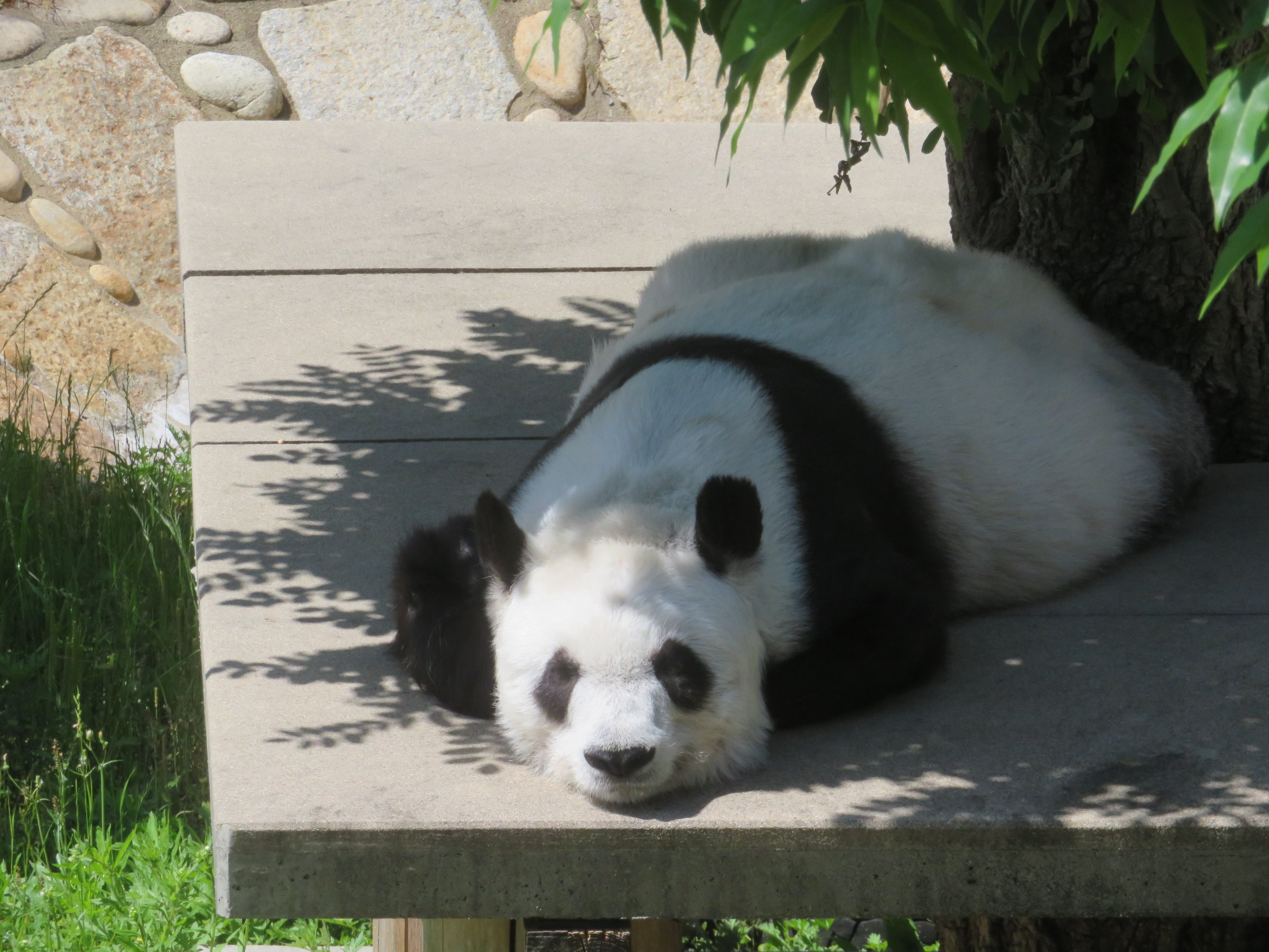 人気No.1 ☆予約販売終了品☆王子動物園 タンタン特製ふた付き