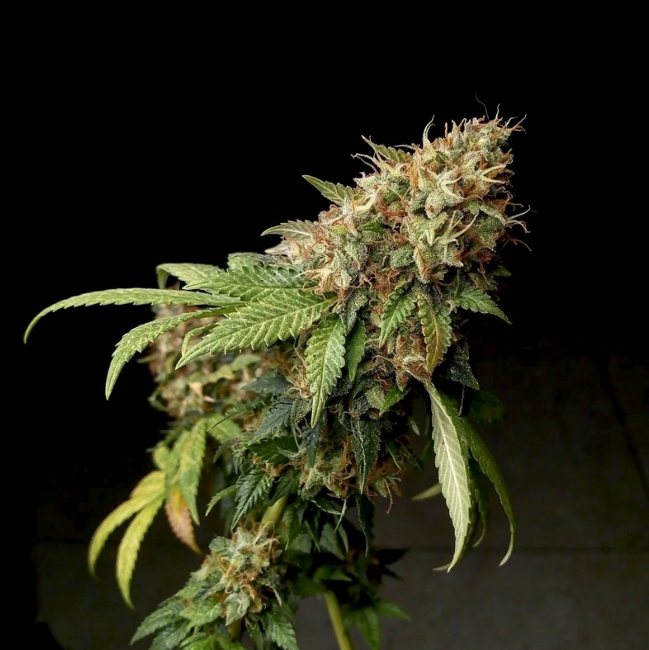 pyramidseeds's tweet photo. Tahoe Cure es una de las plantas de nuestro catálogo con el olor más intenso.  Img by @naturalgrower.94

https://t.co/2hFJNsmAWL

#growshoponline #cultivatusderechos #cultiva #cannabischile #nomaspresosporplantar #marihuanadecolombia https://t.co/VSSRTi4WlJ