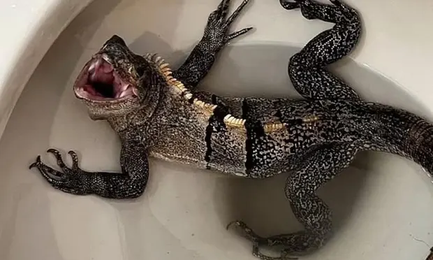 Florida'da bir adamın klozetinden iguana çıktı. (The Guardian)
