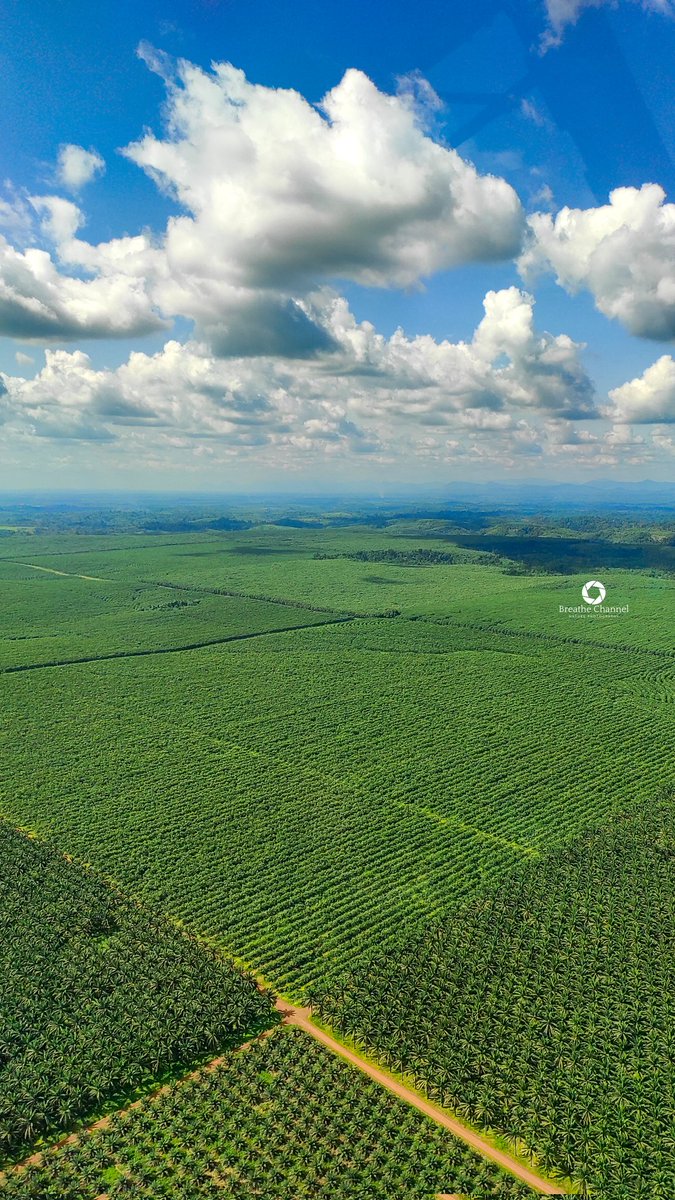 Plantations SAFACAM, Song Mbengue, Littoral, Cameroun