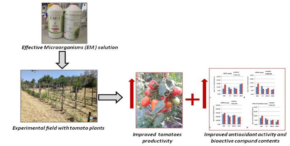 AgricultureMdpi's tweet photo. #AgricultureMdpi - 2021 High Cited Paper
Title: Productivity and Nutritional Trait Improvements of Different Tomatoes Cultivated with Effective Microorganisms Technology
Authors: Giuseppina Tommonaro et al.
Link: https://t.co/f36ERgPQyM
#tomato #effectivemicroorganisms https://t.co/szbKZ2Hgzg