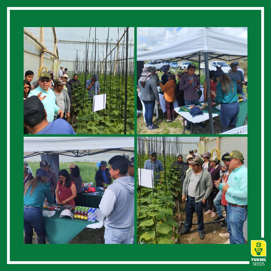 yukselseeds's tweet photo. 🤩Desde @yukselseeds nos sentimos orgullosos del equipo que estamos construyendo, para ofrecer las mejores soluciones para el mercado de #Ecuador.
#TODOAGRO #PEPINILLOROCCO #SEMILLAS #agriculturaecuador #cultivodepepino #pepinorocco #yukselseeds @TodoAgro https://t.co/8llMjIRwLp