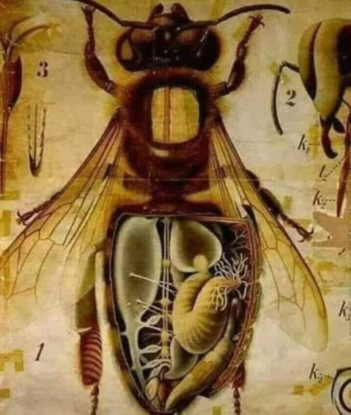 Precious_20_3's tweet photo. #كم_بطن_للنحله 🐝؟
اسمع لقوله تعالى :
(يخرج من بطونها شراب ...)
ولماذا قال رب العزة بطونها بالجمع ولم يقل
بطنها بالمفرد ؟؟

*تبين ان النحلة🐝 فيها ثلاثة بطون تاخذ الرحيق
ويدخل للبطن الاول فترة  
ثم يفتح صماما فينزل الى البطن الثاني. 
الذي يحوله إلى عسل . 
وفي نهاية البطن الثاني صمام لايسمح بنزول
العسل منه الى البطن الثالث الا للضرورة وبشيء
قليل .
والبطن الثالث فيه احشاء النحلة اذ تتغذى بهذا
القليل اثناء طيرانها ولتستكمل رحلتها
وعندما تعود النحلة🐝 الى الخلية هنا المعجزة
فانها تستعيد مافي البطن الثاني من العسل
الصافي وتخرجه من فمها وتضعه في فتحات
الخلية  -وليس من امعائها.

*سبحان الذي أعطى كل شيء خلقه ثم هدى"
سبحان من أبلغنا بأن للنحل 🐝
بطون وليس بطن واحد
 《أفلا يتدبرون القرأن أم على قلوب أقفالها》

سبحان《"الله"》وبحمده سبحان الله....✋
منقول للفائدة والمغرفة.