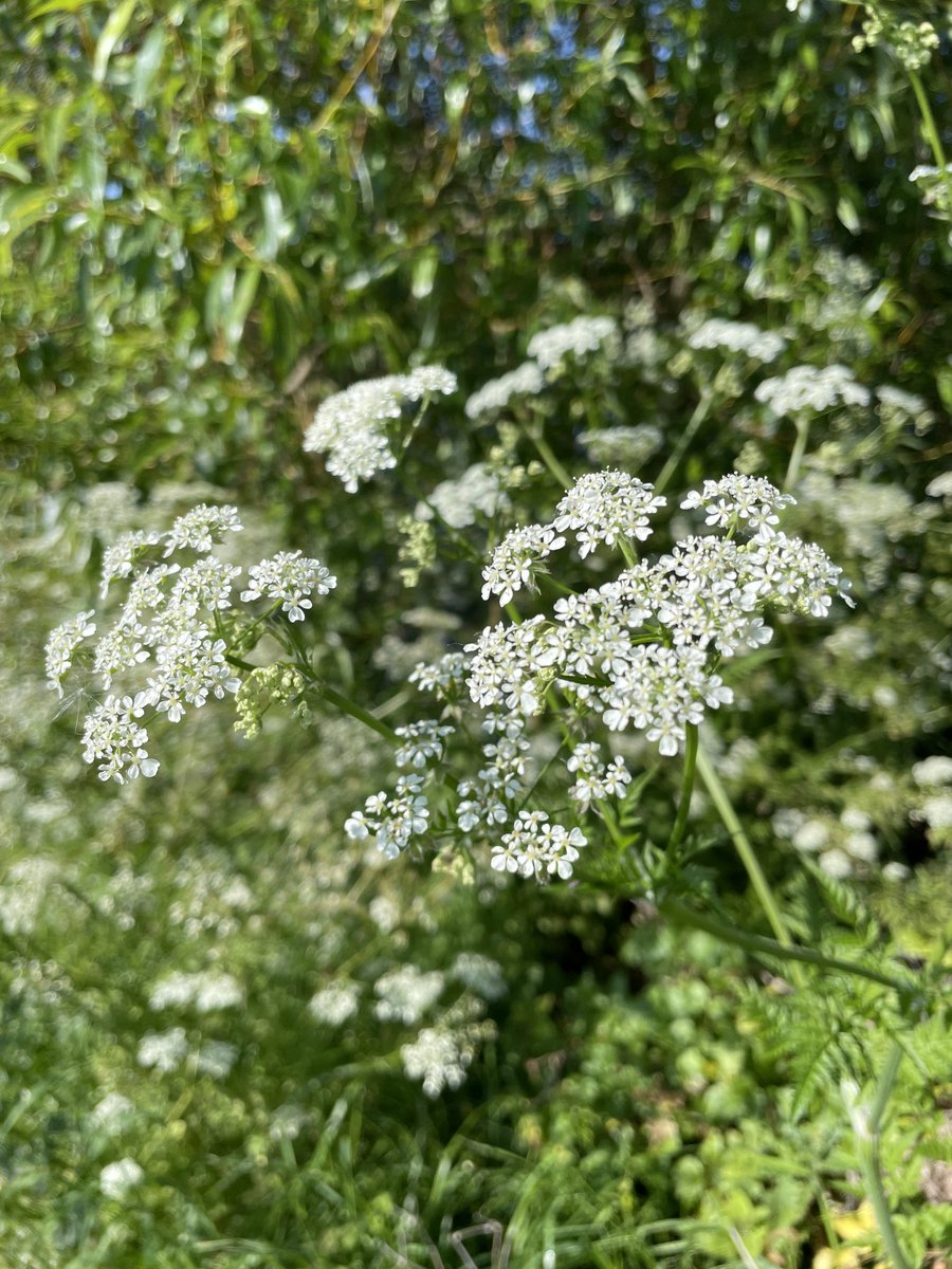 I’ve always thought of the plant on the left as Cow Parsley. All along the roadside with a really strong smell. The one on the right though has been out earlier this year and I had been lazily calling it Cow Parsley too. They are different plants though?