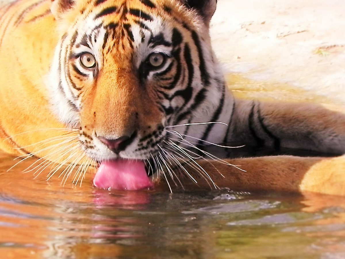 Machali....Tigress Queen of Ranthambore.....

'The Crocodile Killer'. 

#TigersOnThursday 

 #wildlifephotography #50yearsofprojecttiger