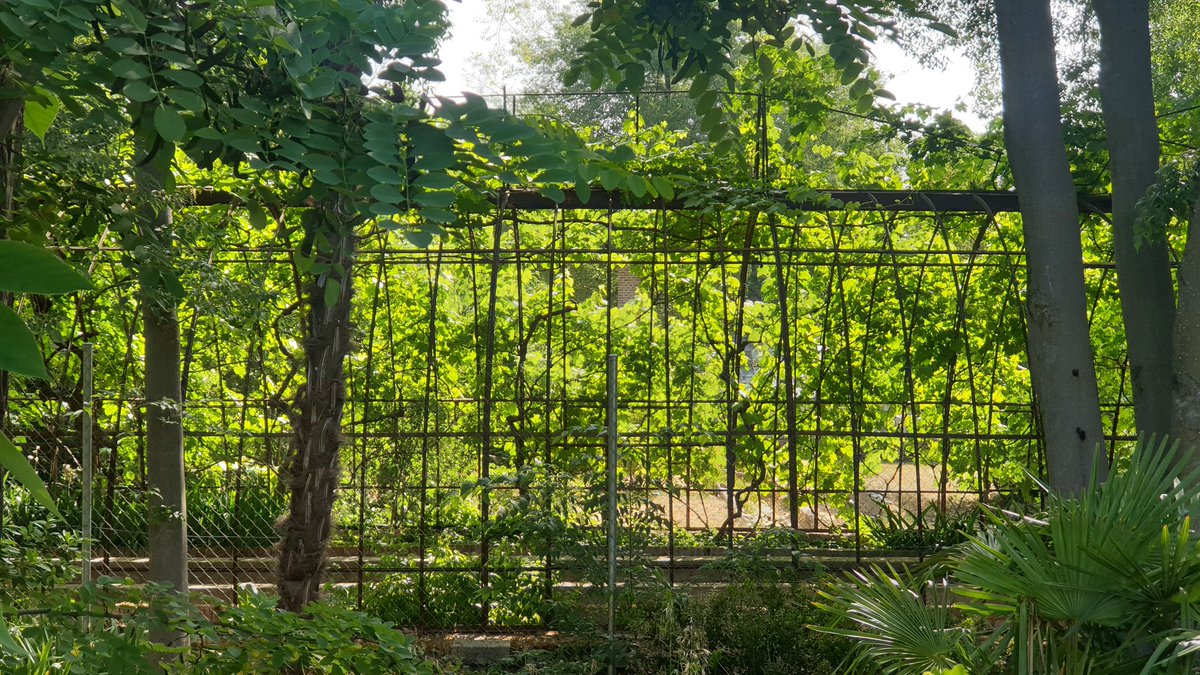 AMAE - SBC tweet media