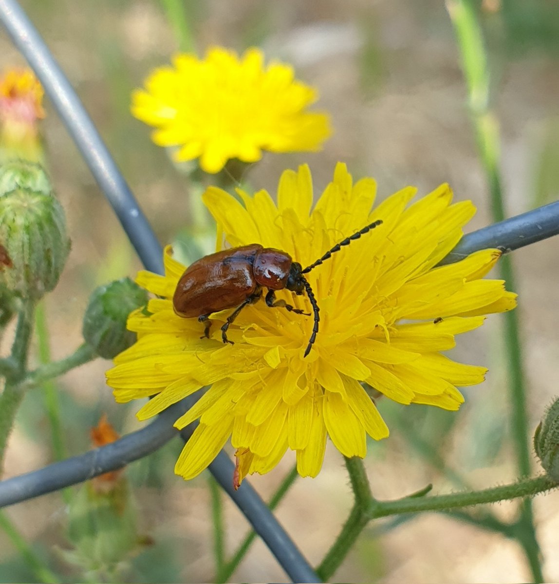 AMAE - SBC tweet media