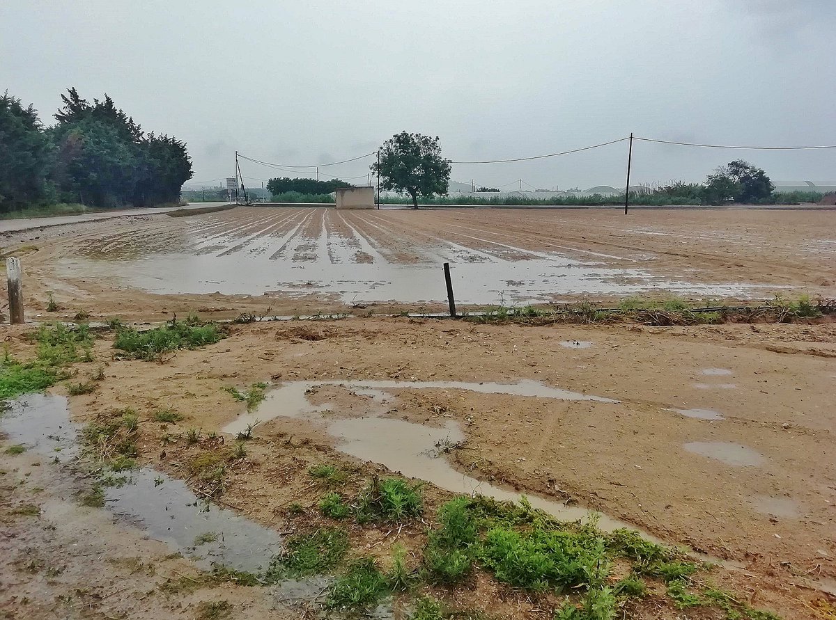 Elisabet Sans tweet media