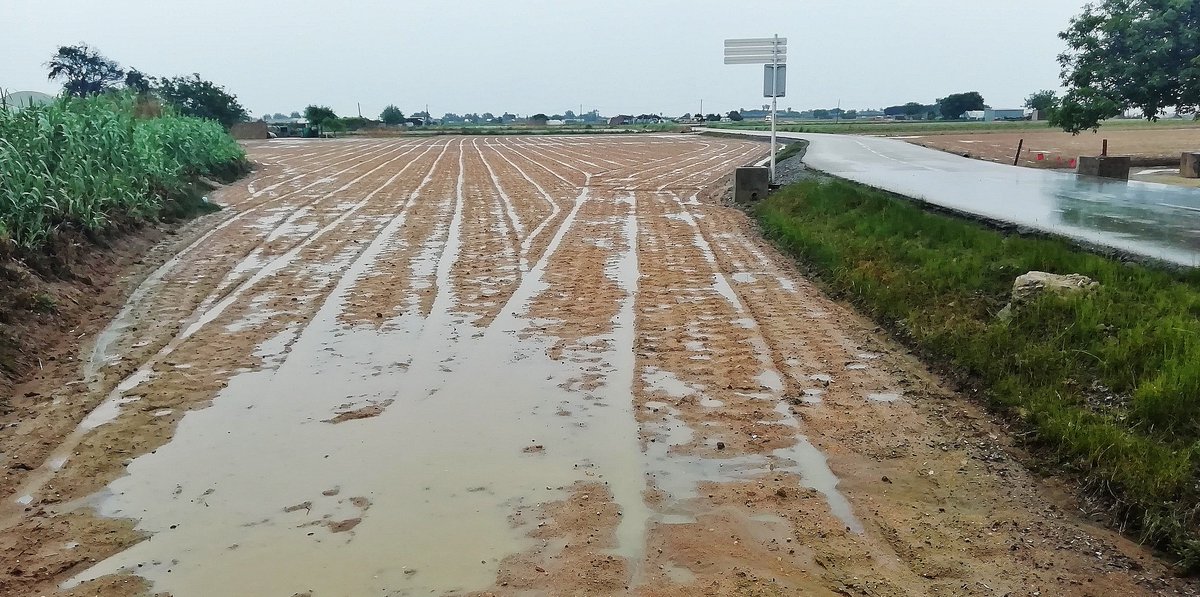 Elisabet Sans tweet media