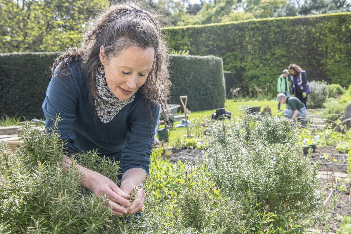 The Botanic's roots are embedded in ancient practices of herbal medicine, founded as a Physic Garden in 1670. Over 300 years later, our Diploma in Herbology rekindles that tradition! Available to study online & in person from Autumn 2023, find out more 👉 rbge.cc/3BSPx1V