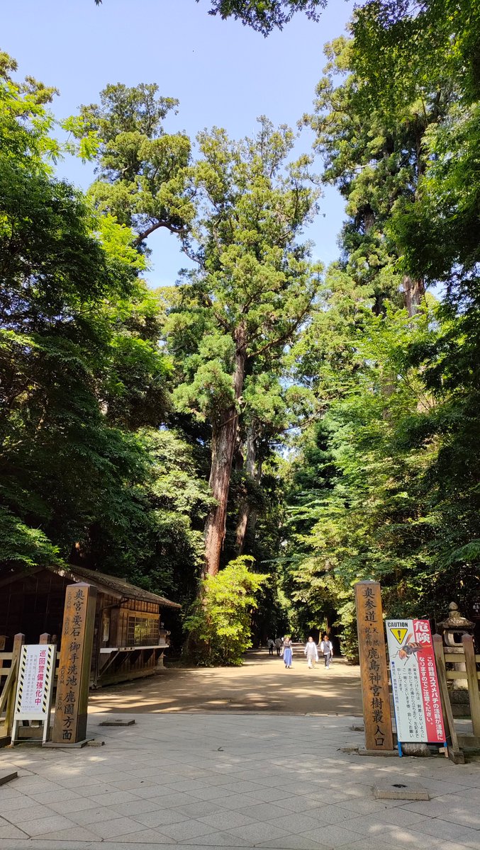 参道が広くて木がでかい所ほんと好きで、東京なら明治神宮みたいな。鹿島神宮良かったなあ。本殿が工事中でちょっと残念だったけど。 https://t.co/NuXyWRumON