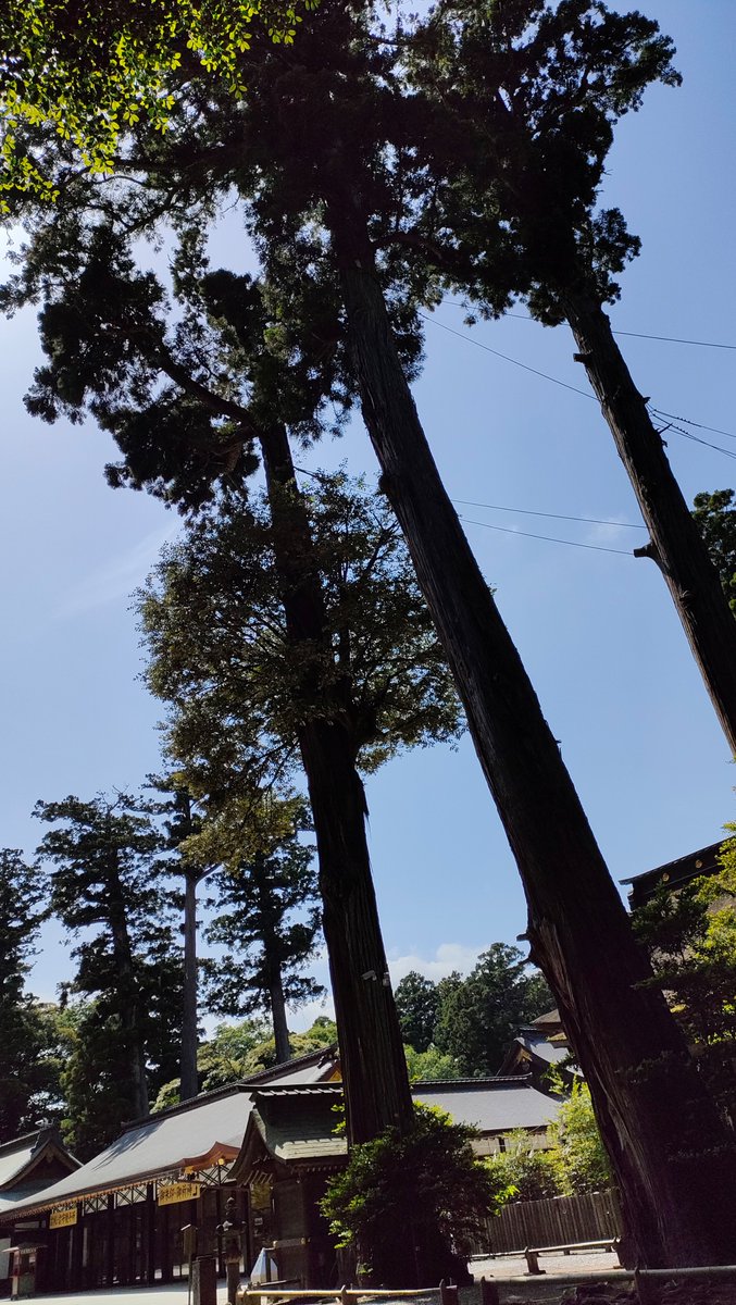 参道が広くて木がでかい所ほんと好きで、東京なら明治神宮みたいな。鹿島神宮良かったなあ。本殿が工事中でちょっと残念だったけど。 https://t.co/NuXyWRumON