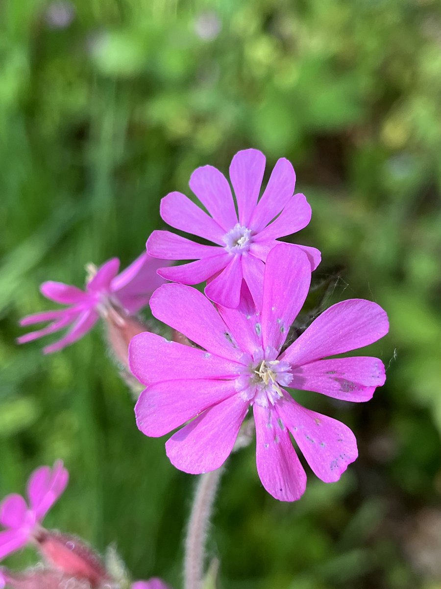 Trewithengarden's tweet photo. Morning with me on #mycommute (bit late today was helping with fire extinguisher checks first thing today!) are “weeds”! 😱 Pink white and red Campion but to be more correct Silene dioica, S,latifolia. @The_RHS @PlantNetwork @CwllGardenSoc
#springgardendays #wildflowers #weeds https://t.co/SUBcdW3U6e