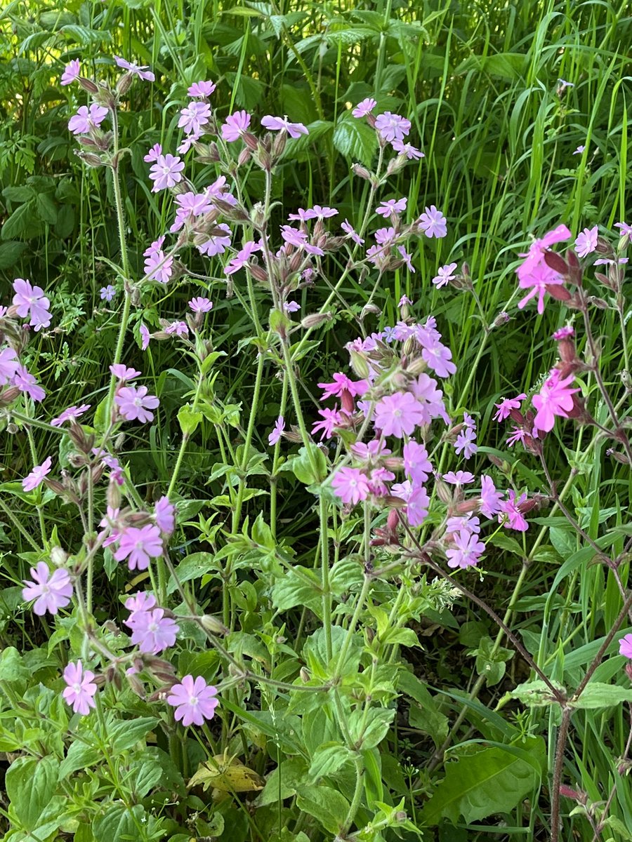 Trewithengarden's tweet photo. Morning with me on #mycommute (bit late today was helping with fire extinguisher checks first thing today!) are “weeds”! 😱 Pink white and red Campion but to be more correct Silene dioica, S,latifolia. @The_RHS @PlantNetwork @CwllGardenSoc
#springgardendays #wildflowers #weeds https://t.co/SUBcdW3U6e