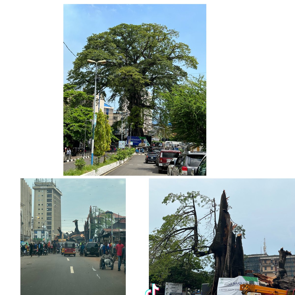 The famous cotton that once defined the history and picturesque of Freetown is no more. For some time now the Cotton tree has been giving scare indications (fire &amp; other threats) to 🇸🇱 but the storm of 24 May 2023 was too much to bear for the once gigantic and iconic cotton tree.