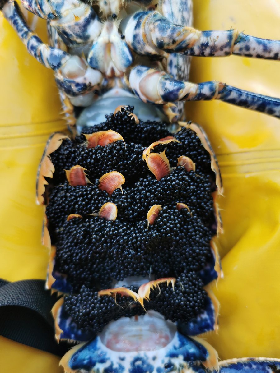 BERRIED LOBSTER SEASONALITY SURVEYS. Officers have begun surveys on board vessels operating in D&amp;S IFCA’s District. Read more: devonandsevernifca.gov.uk/Latest-News-an…