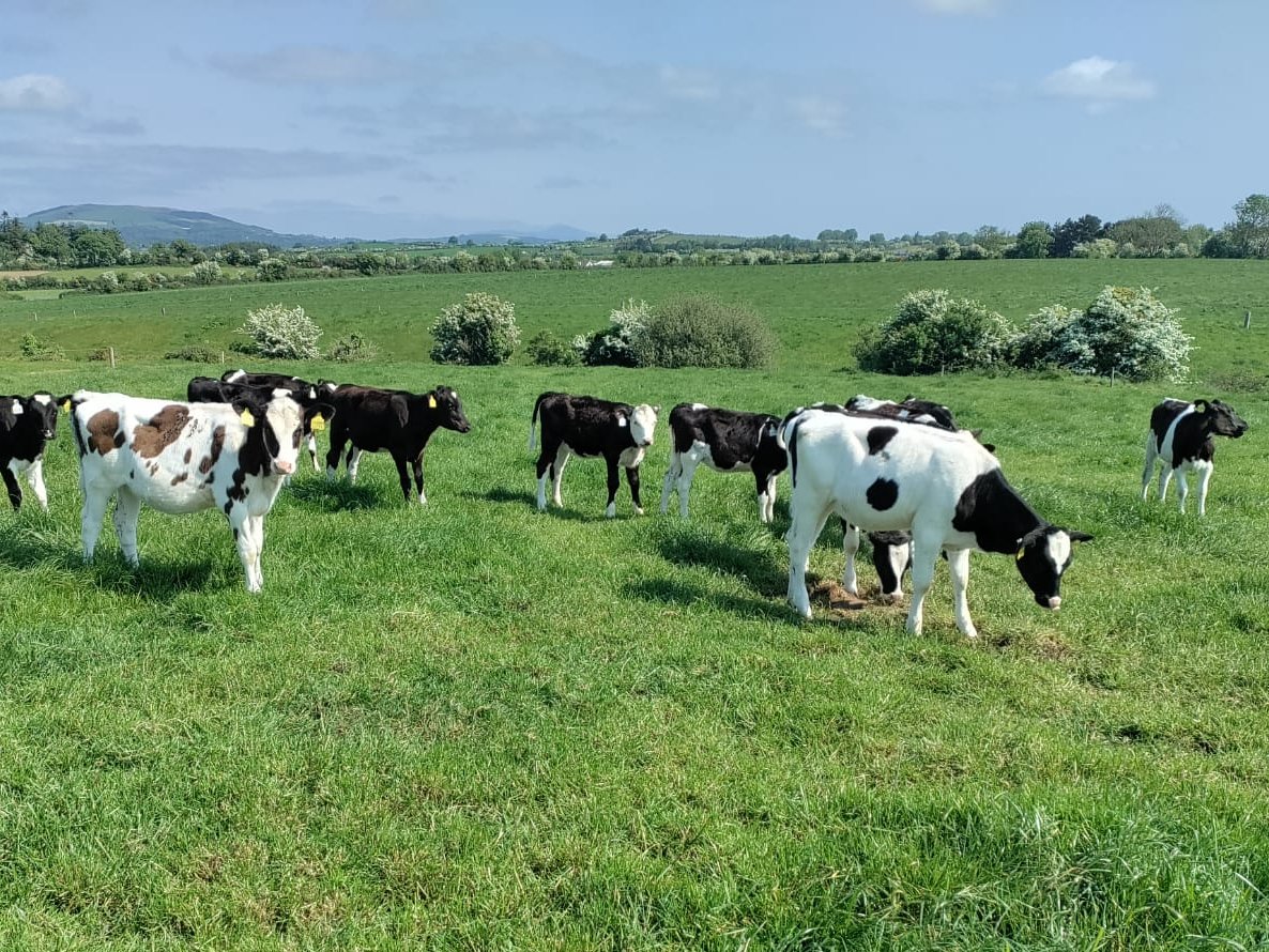 One of our InTouch nutritionists on the road visiting farmers in Co. Wexford this morning❕

Maintaining grass quality ahead of cows, making high quality silage & youngstock health were all on the agenda for discussion🐮🌱

Contact #InTouch on📞0599101320