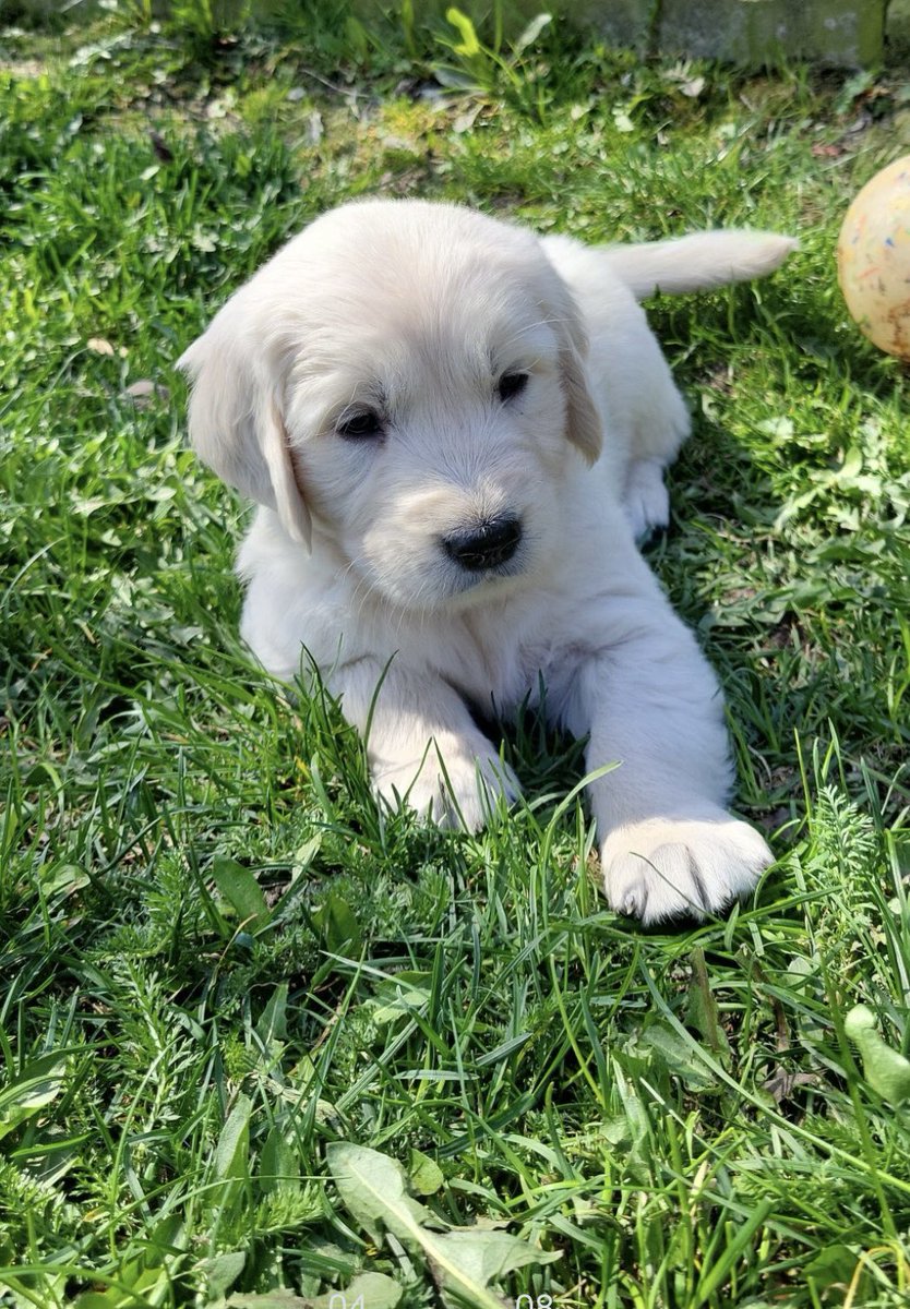 PuppyFindEurope's tweet photo. 🐾 Fun Fact: Golden Retrievers have a natural love for water and are excellent swimmers! 🌊🐶 #GoldenRetriever #WaterLovers https://t.co/1DWa3MvYks