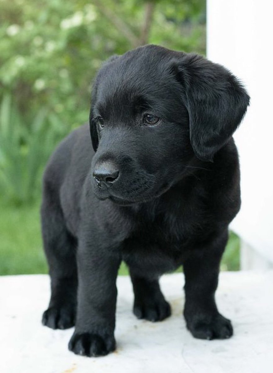 PuppyFindEurope's tweet photo. 🐾 Labrador puppies: the beloved darlings of the dog world! ❤️🐶 #LabradorLove #PopularBreeds https://t.co/HkL67W789p