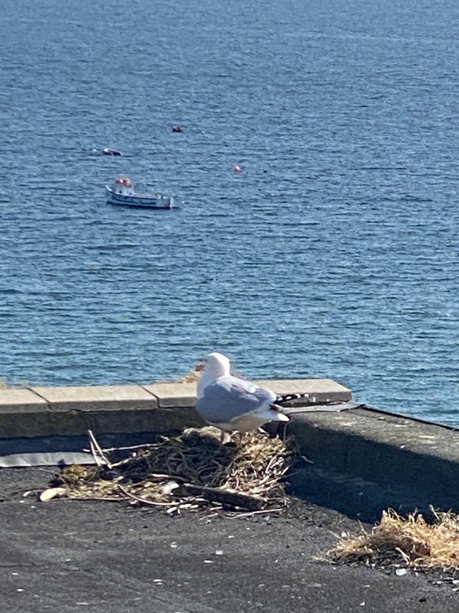 ⁦@charlesTdale⁩ they have hatched this morning 🏴󠁧󠁢󠁷󠁬󠁳󠁿