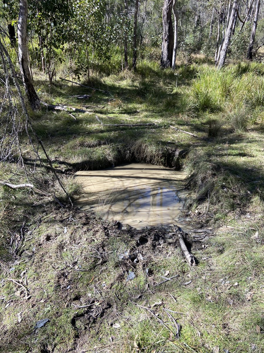 #feralhorses have real impacts. This fouled waterhole is a disappointing reminder that beautiful animals can do terrible things in special places.