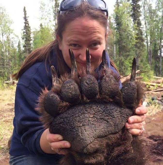 The paw size of a grizzly bear