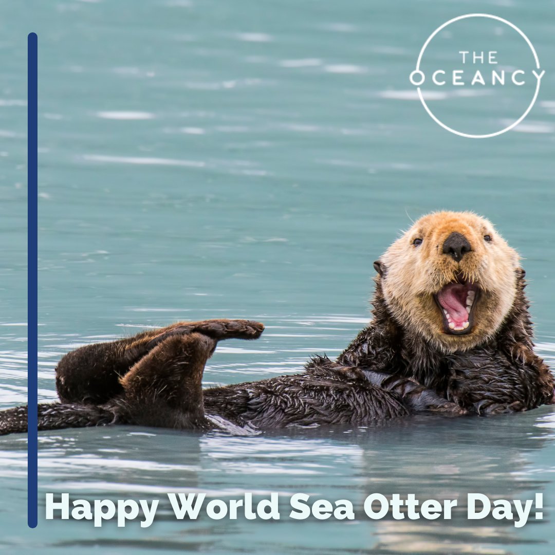 The Oceancy tweet media