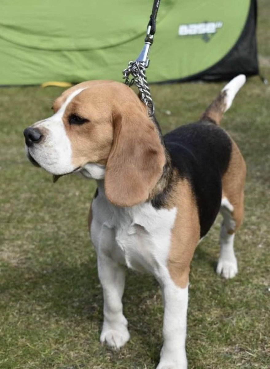 PuppyFindEurope's tweet photo. 🐾 Beagle puppies: a bundle of irresistible cuteness! 😍🐶 #BeagleLove #AdorablePets https://t.co/gCb9DiYSAN