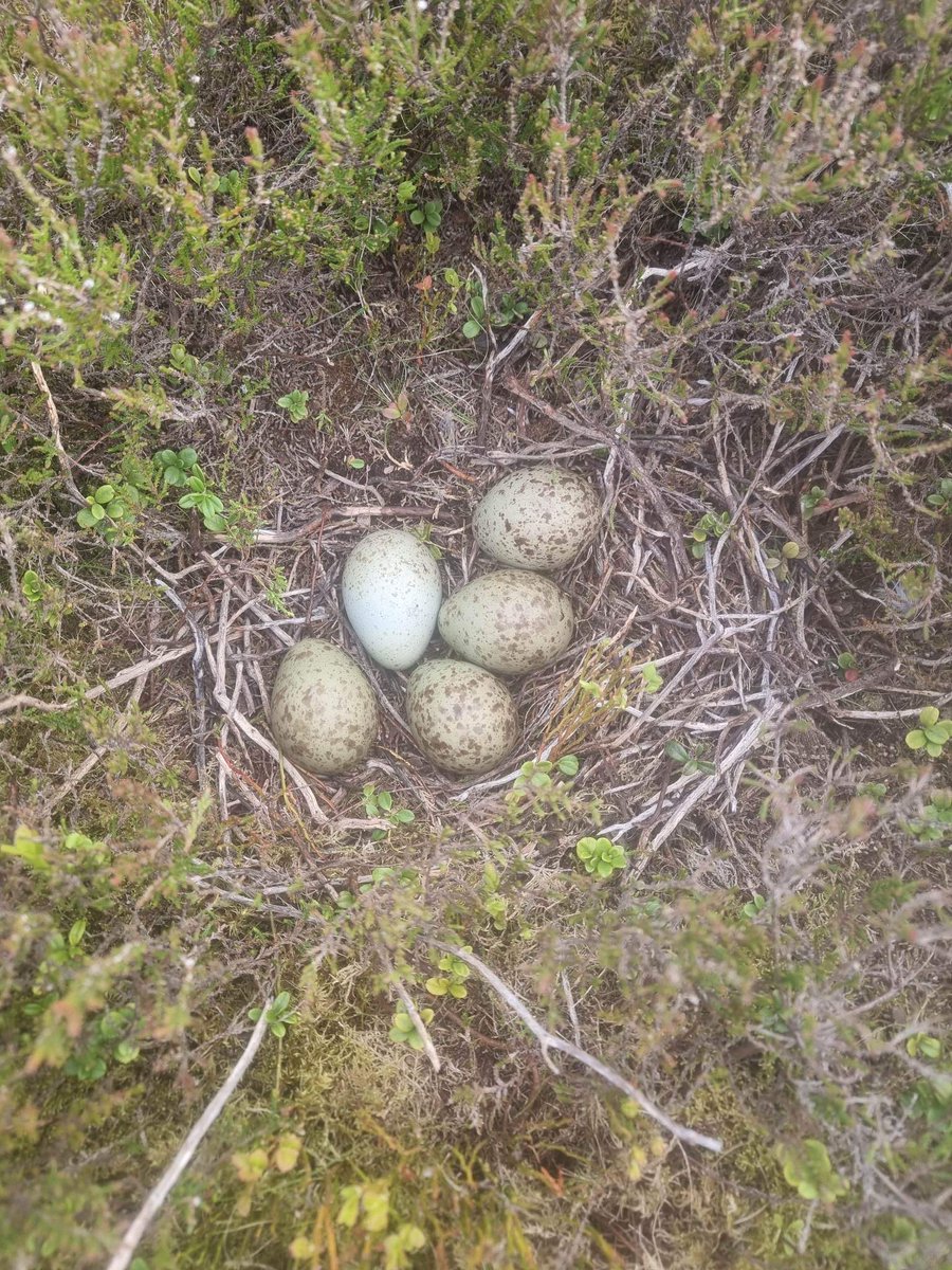 R U a gamekeeper? Do U like a challenge. OK, here goes. Beat, or equal, 5 eggs in a #Curlew nest (image  by SGA Committee member last night). 2023 breeding season ONLY - on ground managed by gamekeepers. GO! #CurlewChallenge #conservation #wildlife