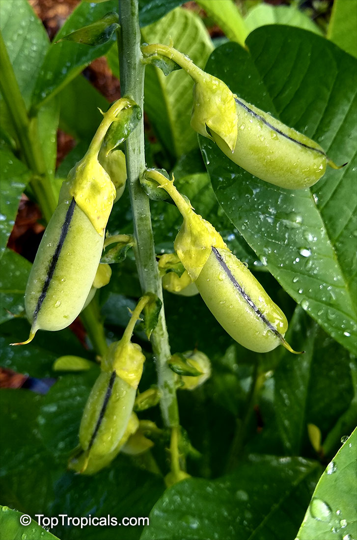 $5 unbelievable deals!
Use code MEMORIAL2023
#Crotalaria retusa - Shack Shack has spectacular yellow flowers that attracts butterflies and bees. The flowers and leaves have a sweet flavor and are edible as a vegetable.
toptropicals.com/store/item/670…
#edibleplants
#ThursdayThoughts