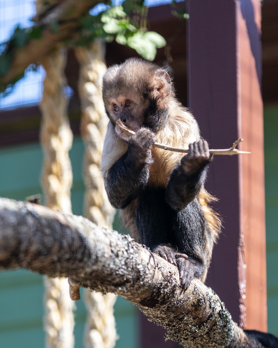 We hope Yellow-breasted Capuchins Dennis and Juan are settling well into their new home at @MonkeyIOW - and enjoying the old mooring lines we donated, which look like great fun to play on! #wightlinkinthecommunity #iow #monkeyhaven #proudtosupport #isleofwight #endangeredspecies