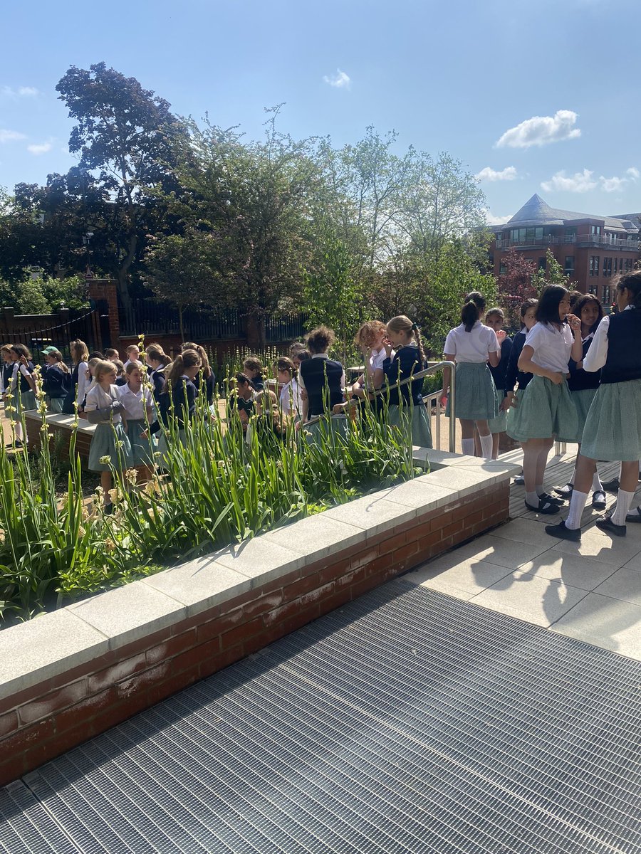 WHS Sixth Form (@sixth_whs) on Twitter photo Today we had a visit to our Sixth Form garden from <a href="/Juniors_WHS/">WHS Junior School</a> Year 6 students and Madame Dubois Today we had a visit to our Sixth Form garden from <a href="/Juniors_WHS/">WHS Junior School</a> Year 6 students and Madame Dubois