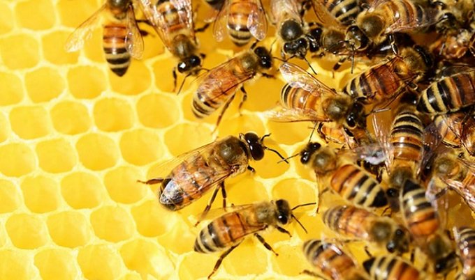 Rainmaker1973's tweet photo. A study found honeybee venom destroyed 2 types of hard to treat breast cancer cells. Melittin on its own reduced cancer cell growth &amp; can be produced synthetically. One venom concentration killed cancer cells within 1 hour with minimal harm to other cells https://t.co/w4lp3H1nzk https://t.co/2jsbRSd6OR